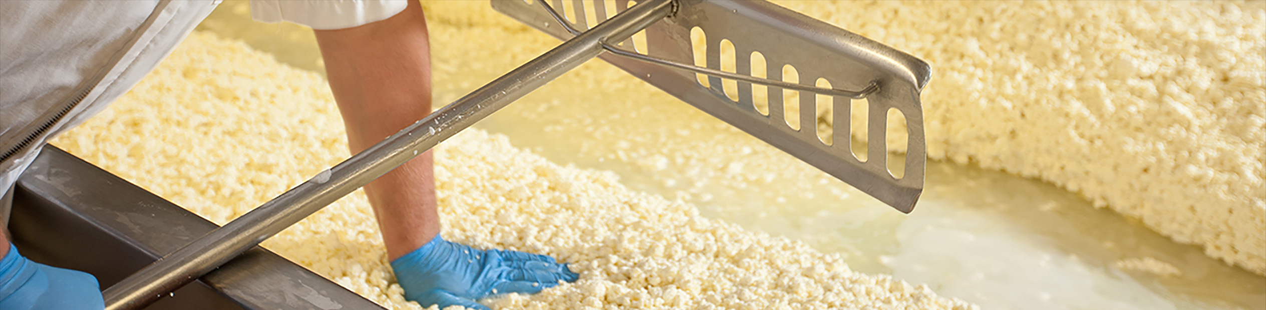 The cheddaring process: curds being raked by hand in the cheese vat